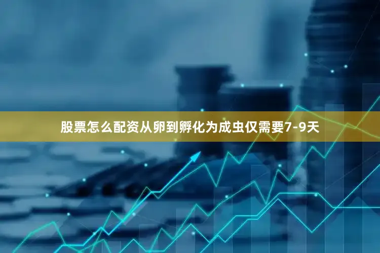 股票怎么配资从卵到孵化为成虫仅需要7-9天